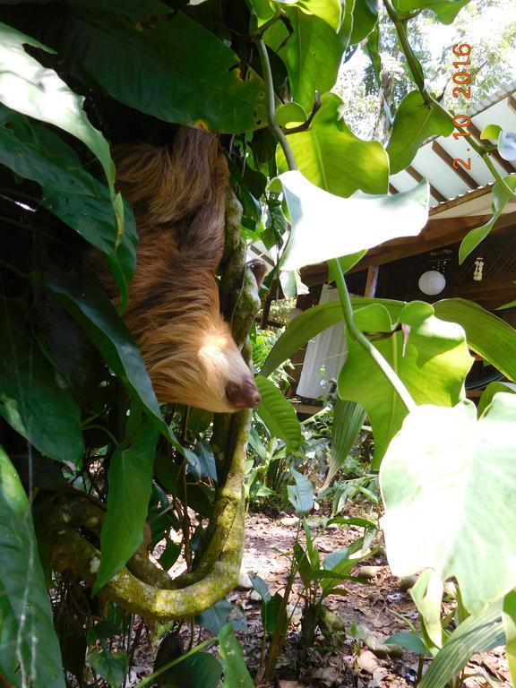 Puerto Viejo de Talamanca Casa Lina Sloth View Exotic Apartment With Privat Kitchen מראה חיצוני תמונה