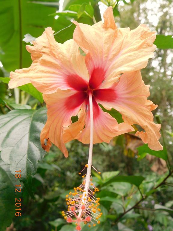 Puerto Viejo de Talamanca Casa Lina Sloth View Exotic Apartment With Privat Kitchen מראה חיצוני תמונה