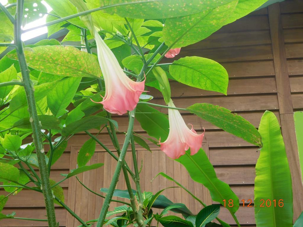 Puerto Viejo de Talamanca Casa Lina Sloth View Exotic Apartment With Privat Kitchen מראה חיצוני תמונה