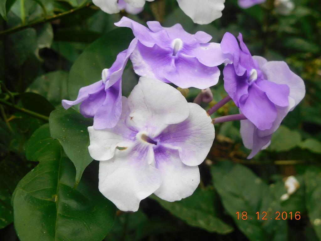 Puerto Viejo de Talamanca Casa Lina Sloth View Exotic Apartment With Privat Kitchen מראה חיצוני תמונה