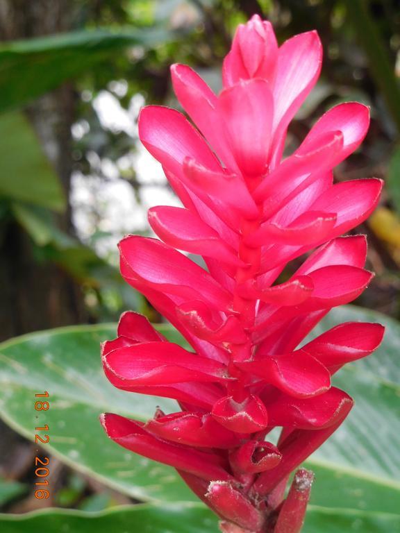 Puerto Viejo de Talamanca Casa Lina Sloth View Exotic Apartment With Privat Kitchen מראה חיצוני תמונה